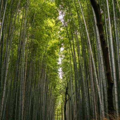 花光100亿官方版